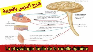 La physiologie de la moelle epiniere درس فيسيولوجية النخاع الشوكي [upl. by Akirej]