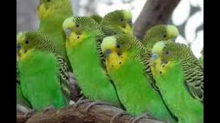 Green Parakeets [upl. by Eedia489]