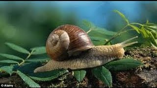 The Experts Guide to Finding Snails [upl. by Rubbico]