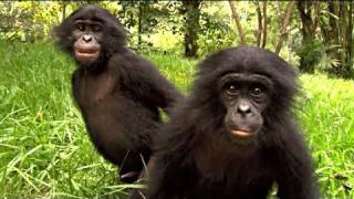 BONOBOS  Bande annonce HD sortie le 30 mars 2011 [upl. by Lutim]