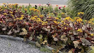 Ligularia Pandora Leopard Plant  FarmerGracycouk [upl. by Placidia]