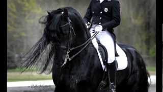 KFPS Approved Friesian Stallion Alert 475 Sport [upl. by Leirud]