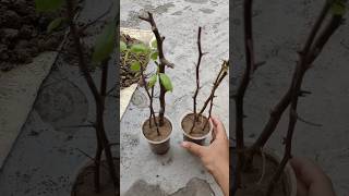 ✅Successfully bougainvillea cuttings growing result shorts bougainvillea result garden [upl. by Damalus]