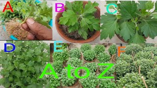 Chrysanthemum cutting to flowering  with English subtitles [upl. by Aleron]