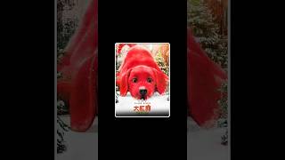 the big red dog full movie Explain in third part। reddog movie shorts [upl. by Krahmer447]