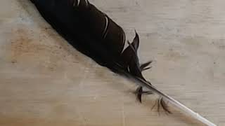 Crow Feathers  Meanings Energy Medicine [upl. by Idnahc513]