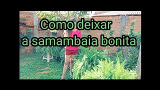 Samambaia  como cuidar [upl. by Afnin]