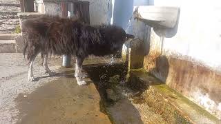 Dog drinking water from fountain in Pilio Makrinitsa in Greece [upl. by Katrinka]