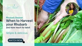 When to Harvest Rhubarb amp How Much of my Rhubarb should I Pick [upl. by Sewel]