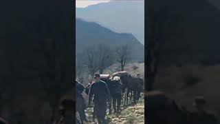 German Mountain Troopers Gebirgsjäger in the Caucasus Mountains 1942 ww2 military history [upl. by Buine]