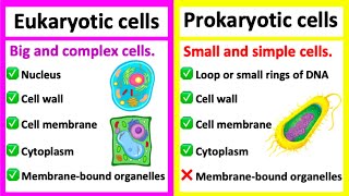 EUKARYOTIC CELLS vs PROKARYOTIC CELLS  Whats the difference [upl. by Yelnik]