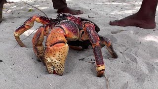 Coconut Crab ⚠️ Do NOT Mess With It [upl. by Aray]