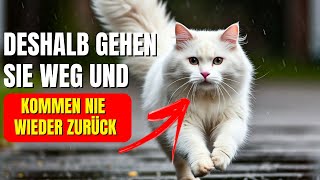 Die 6 überraschenden Gründe warum Katzen von zu Hause weglaufen und nie mehr zurückkehren [upl. by Eanram]