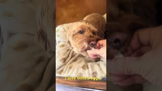 Teacup goldendoodle’s eating a boiled egg [upl. by Frissell]