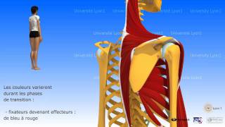 Lépaule antepulsion ou élévation antérieure du bras [upl. by Rudolfo981]