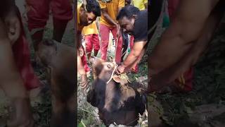 Animal rescue fire guard🐂 Ox rescue  animals animalrescue shorts trending odisha village [upl. by Herahab]