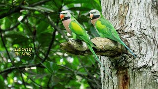 Redbreasted Parakeet 04Feb2018b [upl. by Sremmus]