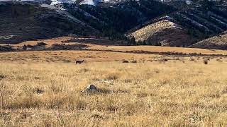 7 month old Weimaraner “Filly” pointing Wild Idaho Hungarian Partidge [upl. by Weiler657]