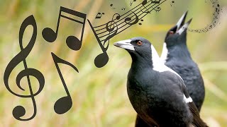 Australian Magpies NonStop Singing Compilation Warbling amp Carolling  Complex Calls [upl. by Catina256]