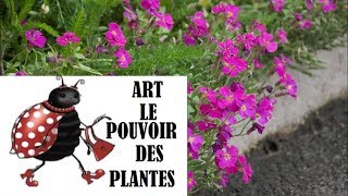 Tuto jardinage Aubrieta Cascade Red photos de fleurs et de plantes vivaces [upl. by Inesita]