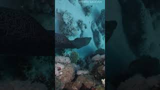 eel fish electric shock ellfish shorts viralvideos [upl. by Alyahc]