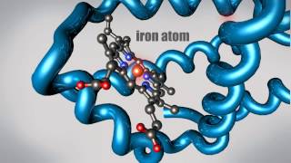 What is a Protein Learn about the 3D shape and function of macromolecules [upl. by Haroppiz]