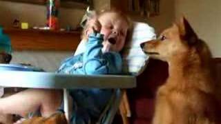 Feeding a Finnish Spitz [upl. by Iana]