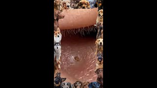 Blackhead Removal  20  Blackhead extraction  blackheads [upl. by Nirb]