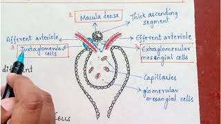 What is JGA  Juxtaglomerular apparatus  Renal physiology [upl. by Rabassa11]