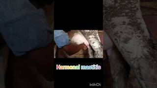 treatment of harmonal mastitis in cowamp Buffalo treatment of Edematous mastitis treatment of non if [upl. by Charmaine]