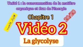 la Glycolyse  la consommation de la matière organique et flux de lénergie [upl. by Esiuqcaj353]