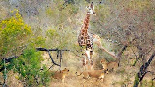 Giraffe Kicks Lions To Defend Itself [upl. by Anreval]