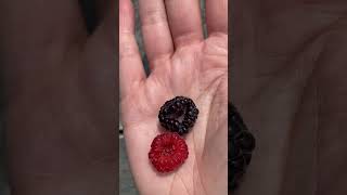 Black raspberry vs blackberry raspberries blackraspberry blackberry gardening growfood harvest [upl. by Nylarahs]