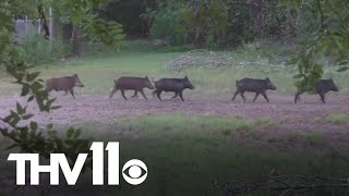 Feral hogs cause damage to rural communities in Arkansas [upl. by Kendell]