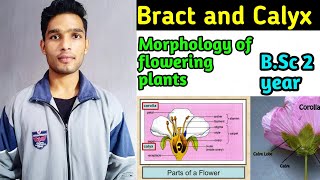 Bract and Calyx  Morphology of flowering plants BSc 2 year [upl. by Maggy]