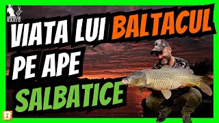 Pescuit pe DUNARE la CRAP cu PERIPETII si VREME RECE Baltacul ne DESCRIE VIATA pe SALBATIC [upl. by Eonak428]