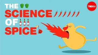 The science of spiciness  Rose Eveleth [upl. by Lindahl432]