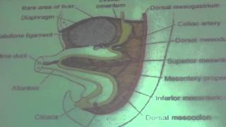 GIT block lec1 DrGamal [upl. by Hedda]