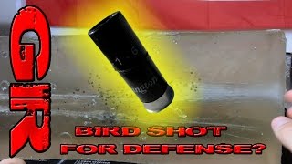 Bird Shot for Home Defense  Ballistic Gelatin Test [upl. by Rauscher952]