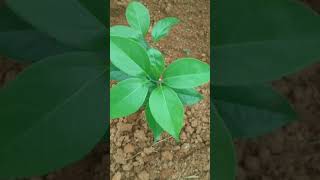 വെളുത്തുള്ളി ചെടി മുതൽ കിളി ഞാവൽ വരെ New plants plantsGarlic Vinegardeningplants Kili Njaval [upl. by Anastase]