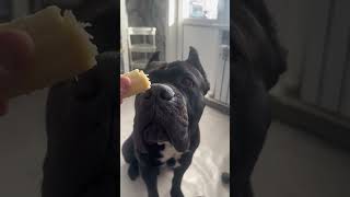 quotCane Corso Care Tips amp Training Guidequotcanecorso love recommendations training dog canecorso [upl. by Raynah]