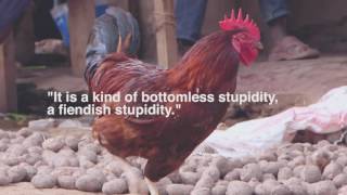 Werner Herzog Chicken Quote [upl. by Mccormac]