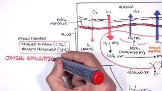 Respiration Gas Exchange [upl. by Eartha696]