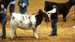 Shorthorn Heifer Drive Ft Worth Stock Show 2105 [upl. by Janik197]