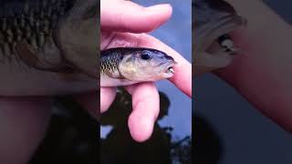 Fall creek fishing flyfishingonly creekfishing flyfishing fush [upl. by Zink341]