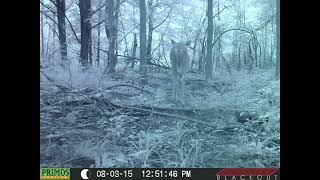 A deer family what they go thru showing you  something at night scaring  nursing themlicking each [upl. by Essirahs399]