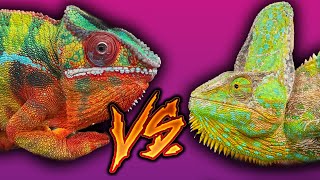 Which chameleon is best  The differences between veiled and panther chameleons [upl. by Leela20]