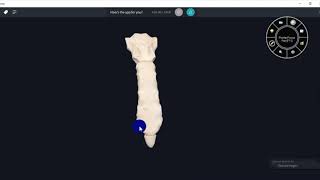 ANATOMY OF STERNUM WITH MUSCLE ATTACHMENTS 3D VIDEOTHORAX3D ANATOMY [upl. by Indys]