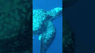 Leatherback Sea Turtles One Minute Animal Facts [upl. by Molohs695]