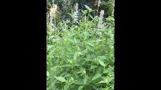 Agastache foeniculum Anise Hyssop [upl. by Casanova886]